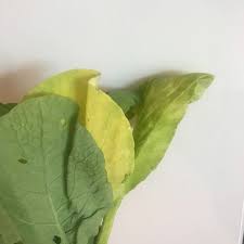 お野菜の見た目と 味のおはなし 葉野菜が黄色くなる理由 坂ノ途中