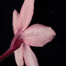 Image result for Ruspolia seticalyx