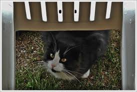 Nie nadążam za upływającym czasem. Stol Pa Meg Cats Animals