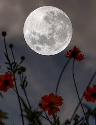 March/April 2022 Pinehurst Living by Pinehurst Living Magazine