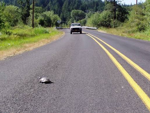 Why did the turtle cross the road? | The Intertwine