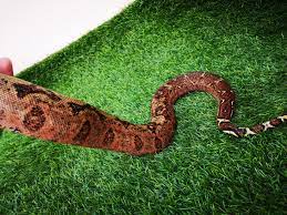 Corn Island Boa Constrictor Anfibi Rettili Serpente