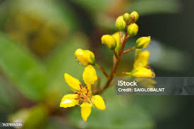 Image result for Ochna glauca