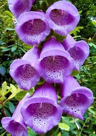 There is no more peaceful and beautiful thing than a flower in this world. Pin By Annalisa Ching On Flowers Unusual Flowers Most Beautiful Flowers Strange Flowers