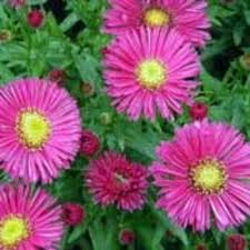Image result for Asters `Jenny