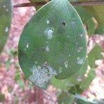 Image result for Strychnos henningsii