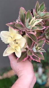 Image result for Kalanchoe laciniata