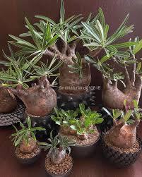 Image result for Cyphostemma barbosae