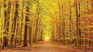 Wallpaper hd, wallpaper pemandangan hd untuk hp android, wallpaper pemandangan pantai, wallpaper pemandangan alam dan pedesaan, wallpaper pemandangan malam hd, wallpaper keren hd, gambar pemandangan hd 4k, wallpaper pemandangan alam indah, Wallpaper Pemandangan Indah 1920x1080 Hd Unduh Gratis Wallpaperbetter