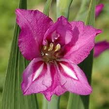 Image result for Gladiolus zambesiacus