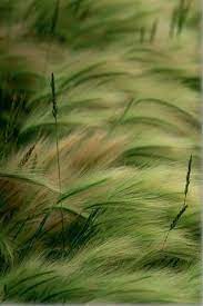 pin von sergio thum auf nature naturbilder naturfotografie grune natur