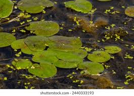 Image result for Hydrocharitaceae