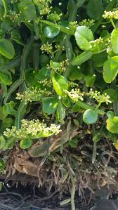 Image result for Cissus quadrangularis