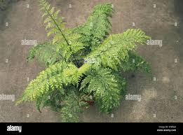 Image result for Aspleniaceae