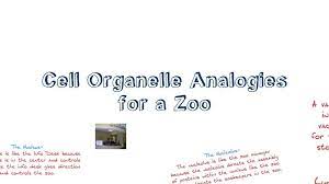 Animal cell compared to a zoo. Cell Organelle Analogies For A Zoo Analogy Cell Analogy Cell