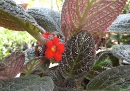 Memiliki warna yang cerah dan tampilan yang indah membuat bunga begonia sering digantung di teras rumah untuk memperindah kondisi sebuah rumah. Yuk Kenali 7 Jenis Begonia Eksotik Yang Bisa Jadi Pilihan Utama Pesona Bunga