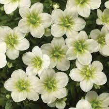 Maybe you would like to learn more about one of these? 24 Spectacular Shade Garden Perennials