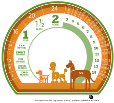 calculate your dogs age in human years