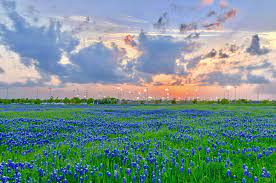 The metropolitan area is situated in central texas on the eastern edge of the american southwest, and borders greater san antonio to the south. City Of Round Rock On Twitter Gorgeous Bluebonnet Sunset At Old Settlers Park Tonight Henryhueyphoto Roundrock Texas Bluebonnets