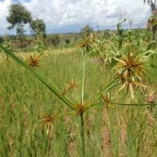 Image result for Cyperus amabilis