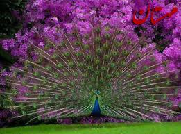 Image result for ‫عکس طاووس‬‎
