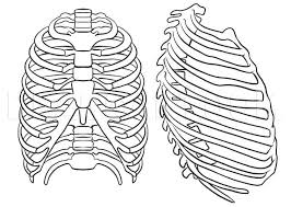 Structure of a typical rib: How To Draw A Rib Cage Step By Step Drawing Guide By Dawn Dragoart Com