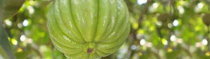 Image result for Garcinia punctata