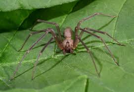 More about zen in northern ireland. Where Do Brown Recluse Spiders Live