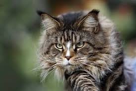 Maine coons are large, intelligent, affectionate pets who love their people. Maine Coon Life Expectancy Life Stages Health And More Faqcats Com