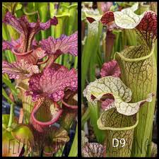 Image result for Brachyachne simonsii