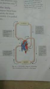 Define And Flow Chart Of Circulatory System Brainly In