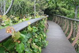 Image result for Rhoicissus tomentosa