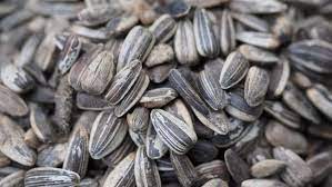 Siapa sih yang tidak tahu kuaci atau biji bunga matahari. 5 Manfaat Biji Bunga Matahari Untuk Kesehatan