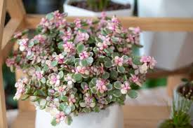 Image result for Portulacaria
