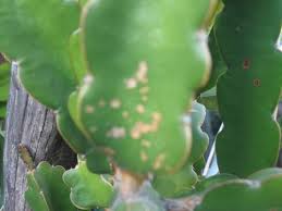 We did not find results for: What Are These Orange Spots On Dragonfruit