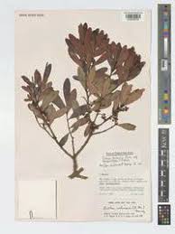 Image result for Euclea schimperi