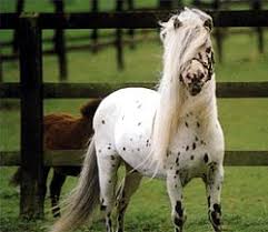 The falabella is a horse that has got every with generations of selective breeding the falabella genetic characters have become fixed and. Category Falabella Wikimedia Commons