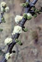 Image result for Acacia brevispica