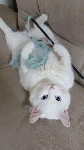 JoyReactor - смешные картинки и другие приколы: комиксы, гиф анимация,  видео, лучший интеллектуальный юмор.