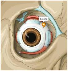 Image result for Sclera