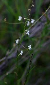 Image result for Cyphia