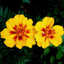 Check spelling or type a new query. Menanam Bunga Marigold Bunga Yang Menawan Urban Garden