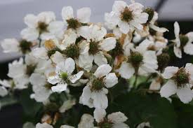 Brombeeren sollten für einen guten ertrag jedes. Brombeere Direttissima Montblanc Lubera Ch