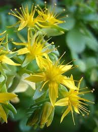 Check spelling or type a new query. Sedum Palmeri Une Plante Grasse Rustique Qui Fleurit En Hiver Lpqp