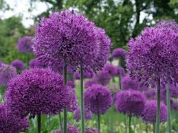 Kath laliberte · april 27, 2020 at 08:31:08 · →. All About Allium Flowers Pollen Nation