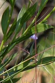 Image result for Callilepis laureola