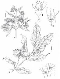 Image result for Combretum sp. A