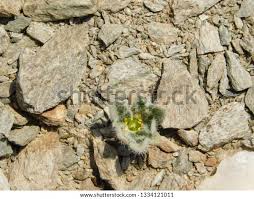 Al Hager Mountain Plant Stock Photo 1334121011