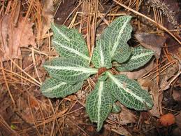 Image result for Psilotrichum sericeum