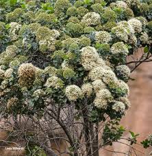 Image result for Nuxia congesta